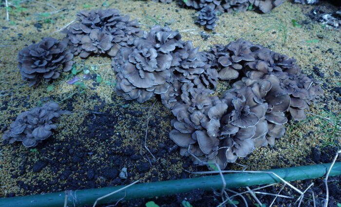 DSC01790