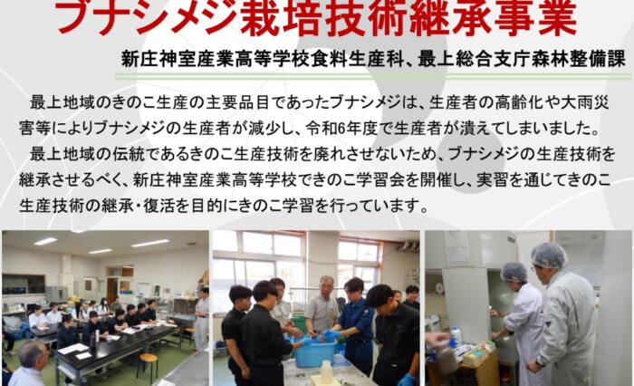 ブナシメジ①
